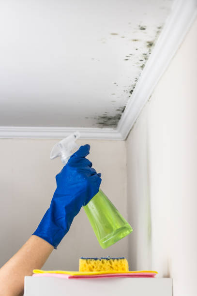 Best Forensic Mold Investigation  in Brooksi, DE